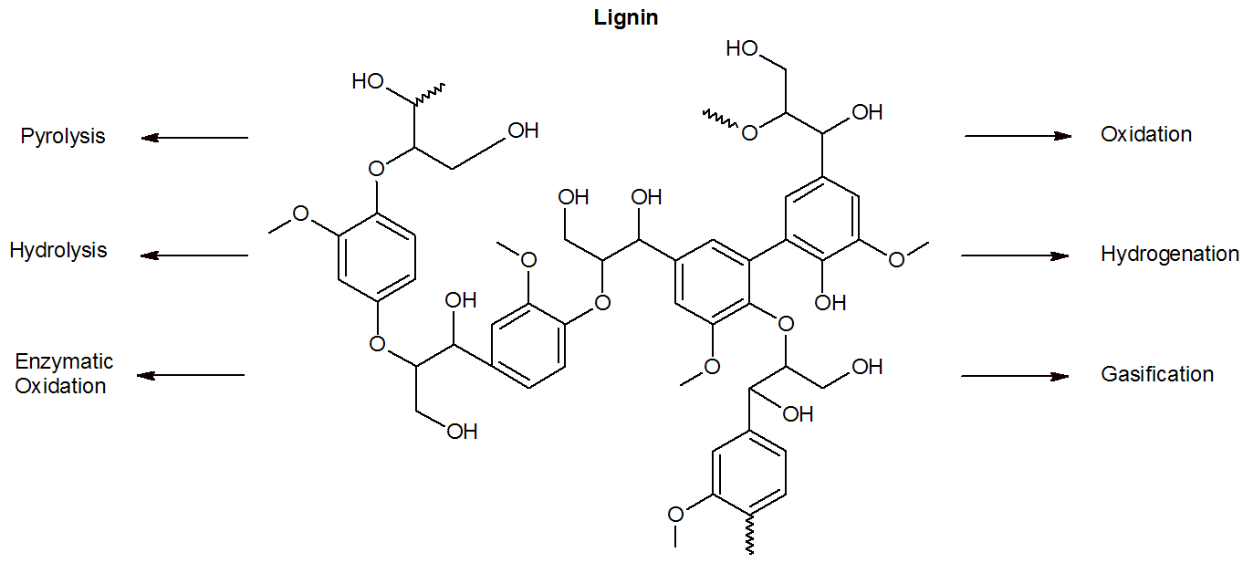 Lignin