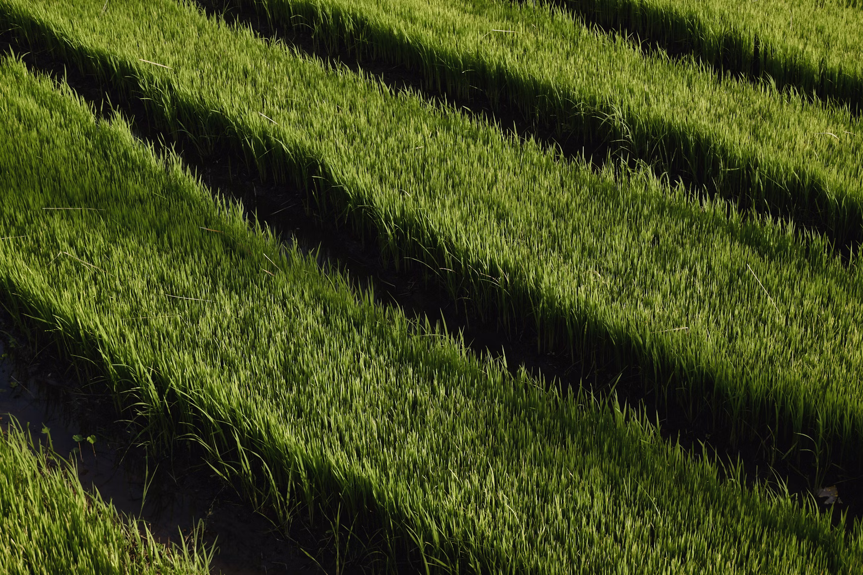 Lignosulfonates used in agriculture
