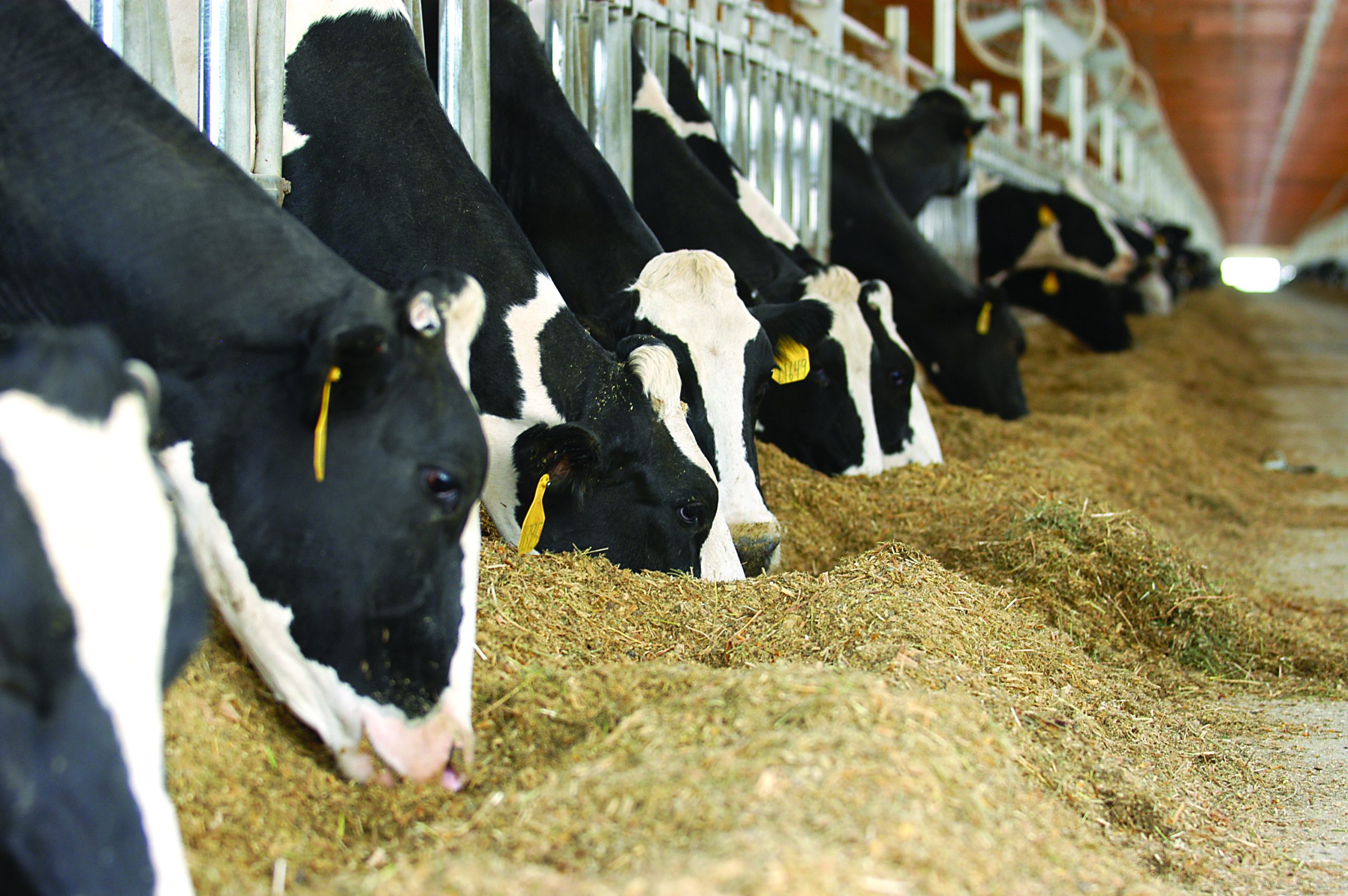 lignosulfonate used as animal feed