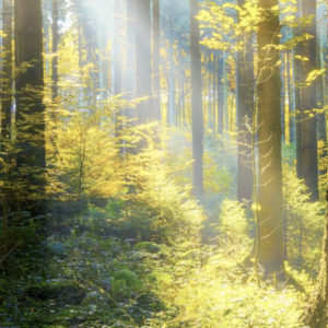 woods-lignin