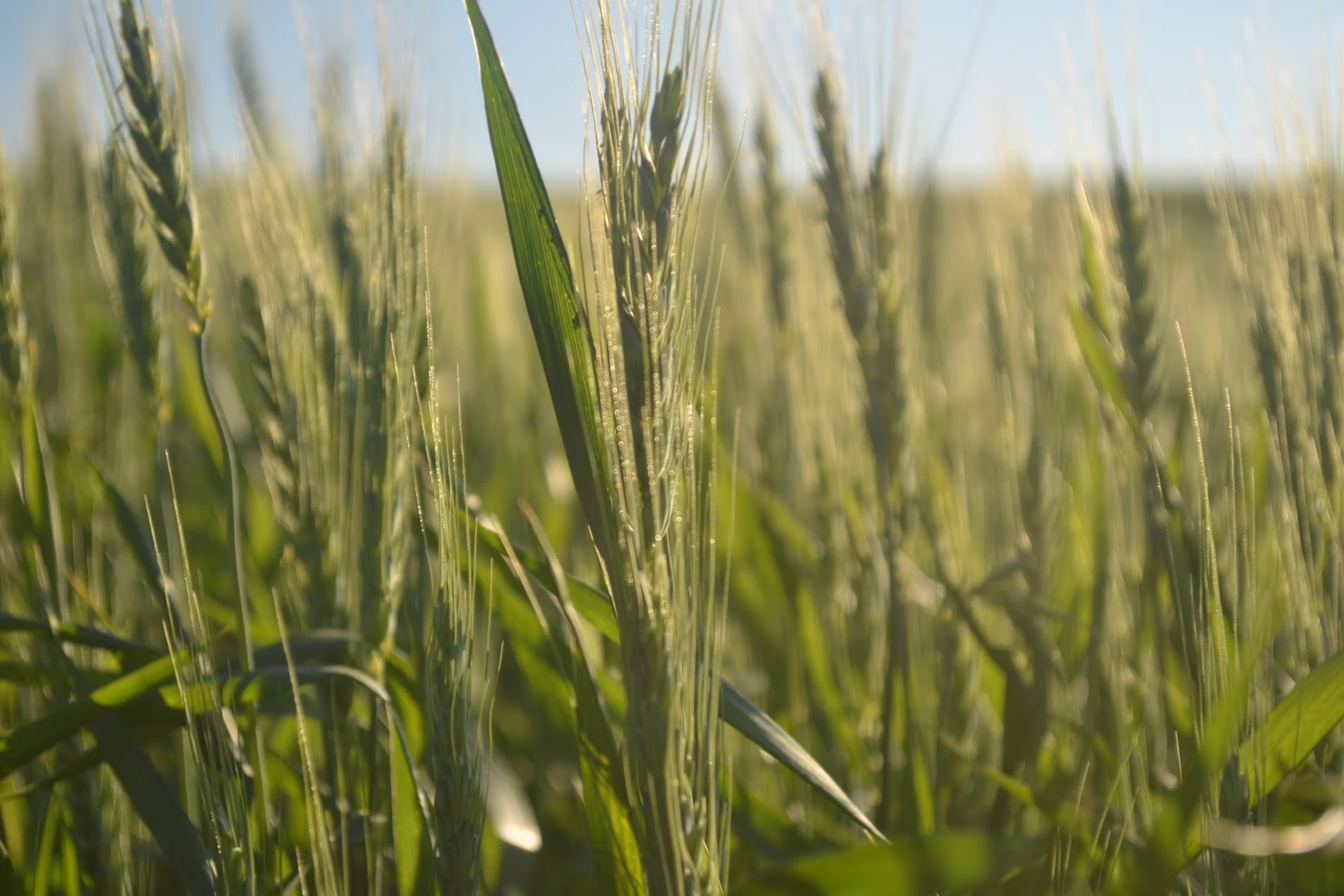Calcium Lignosulfonate in Organic Crop Production