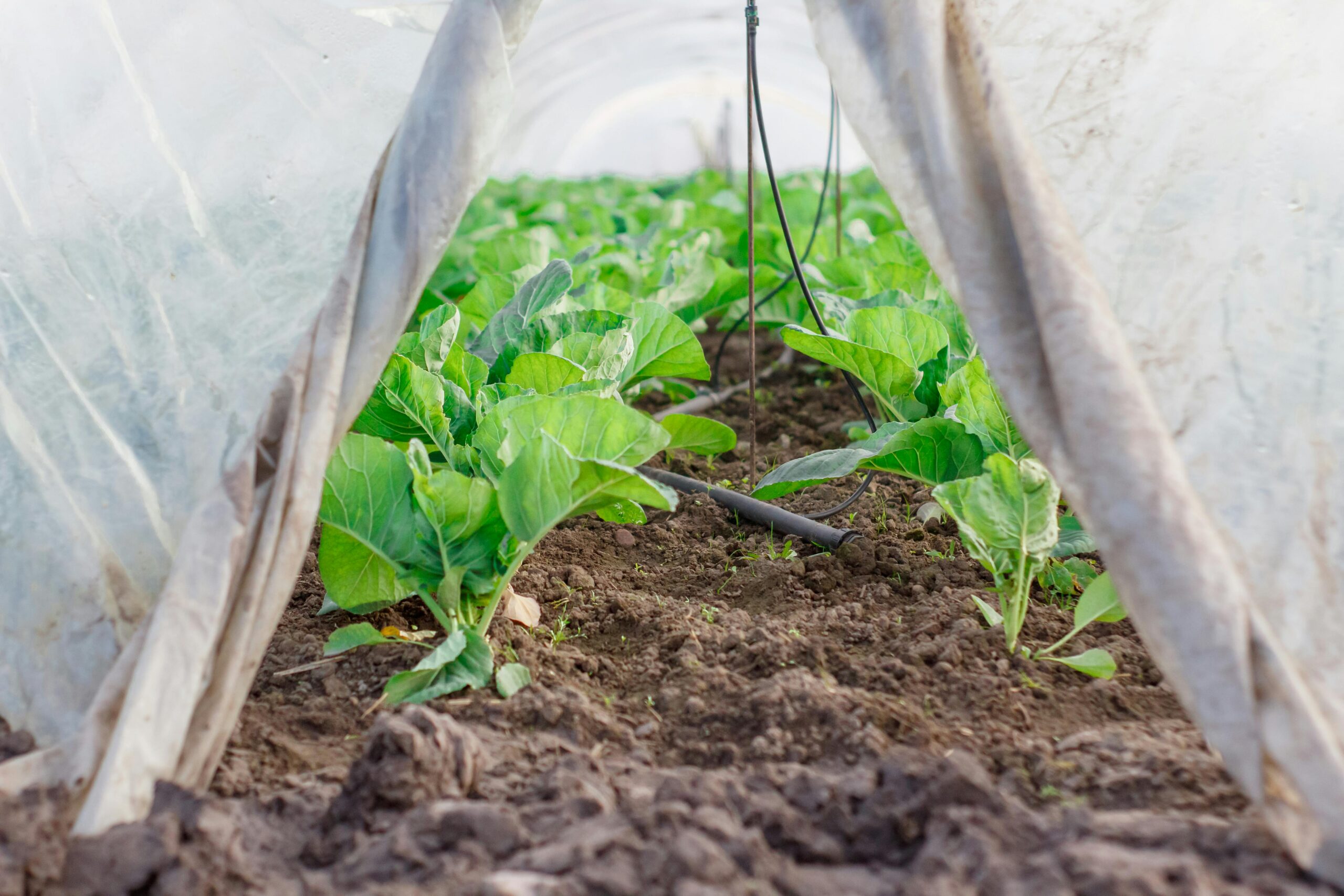 Calcium Lignosulfonate in Organic Crop Production
