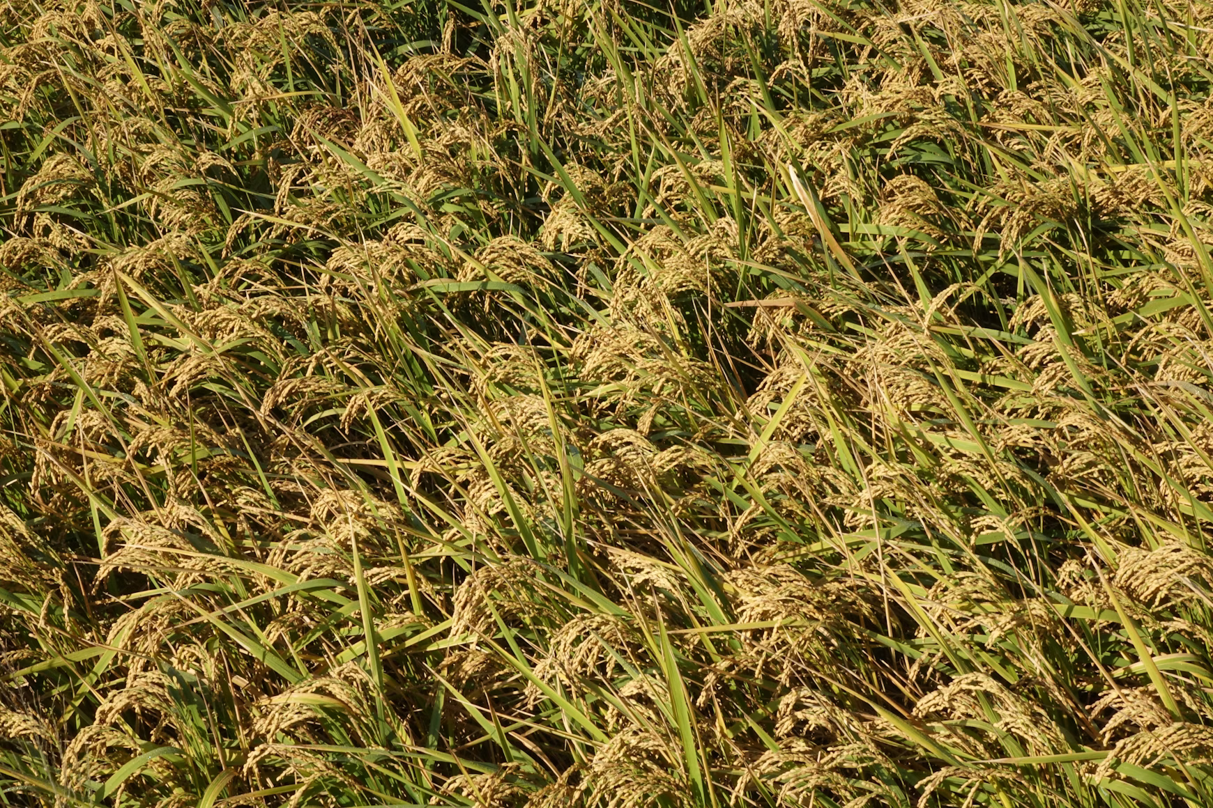 Calcium Lignosulfonate used in Organic Crop Production