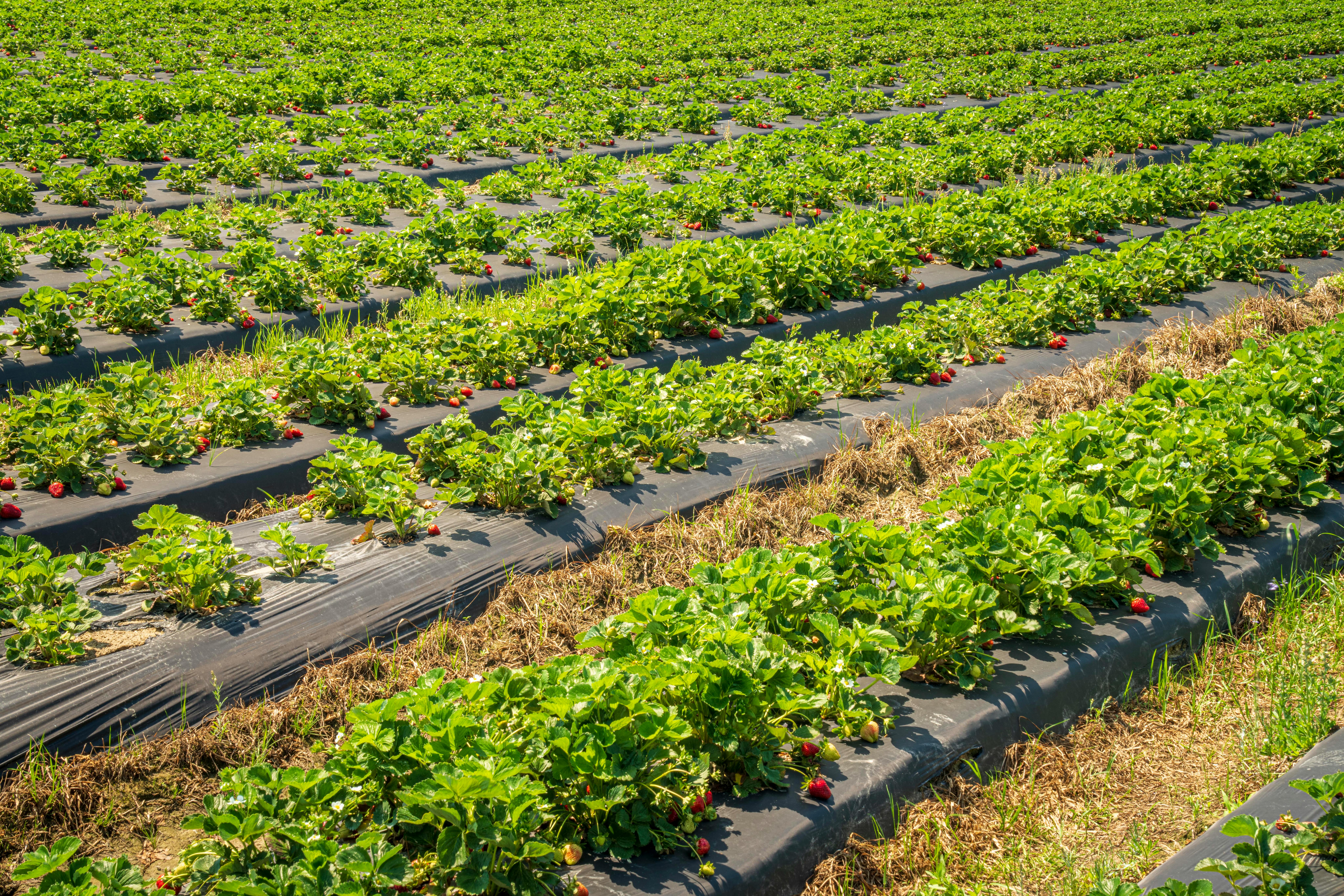 Lignosulfonate used in agriculture