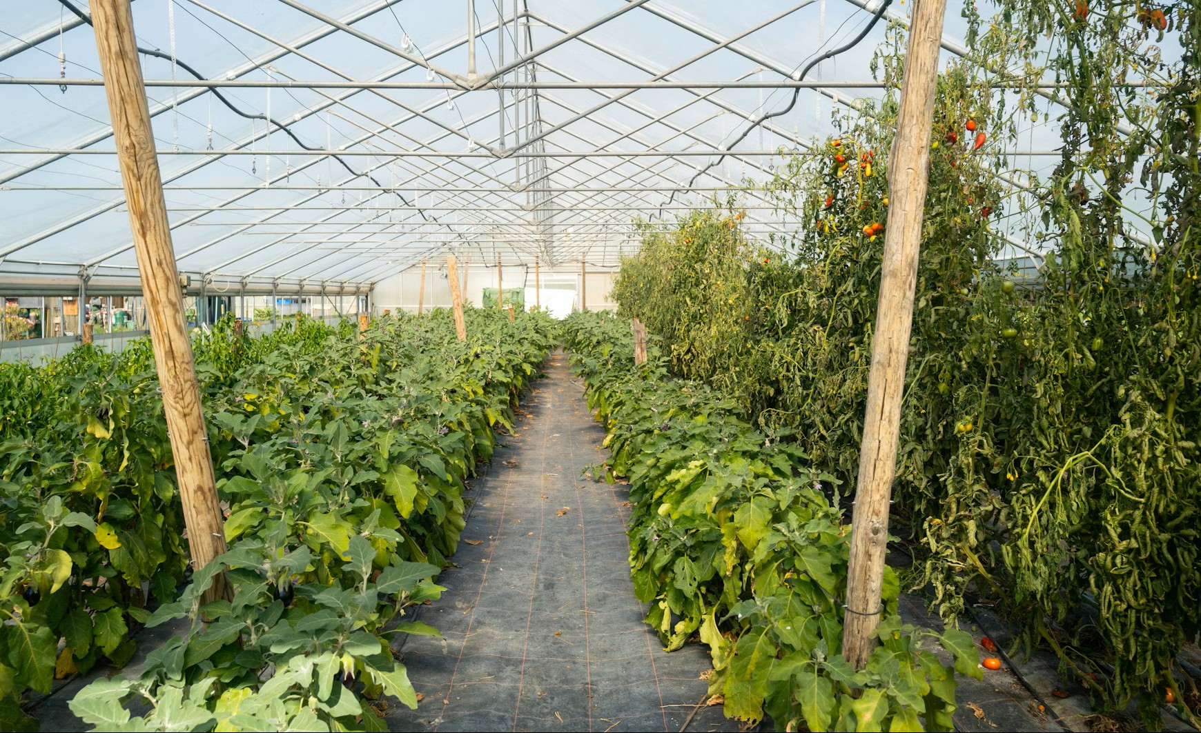 Lignosulfonate works as a foliar spray adjuvant