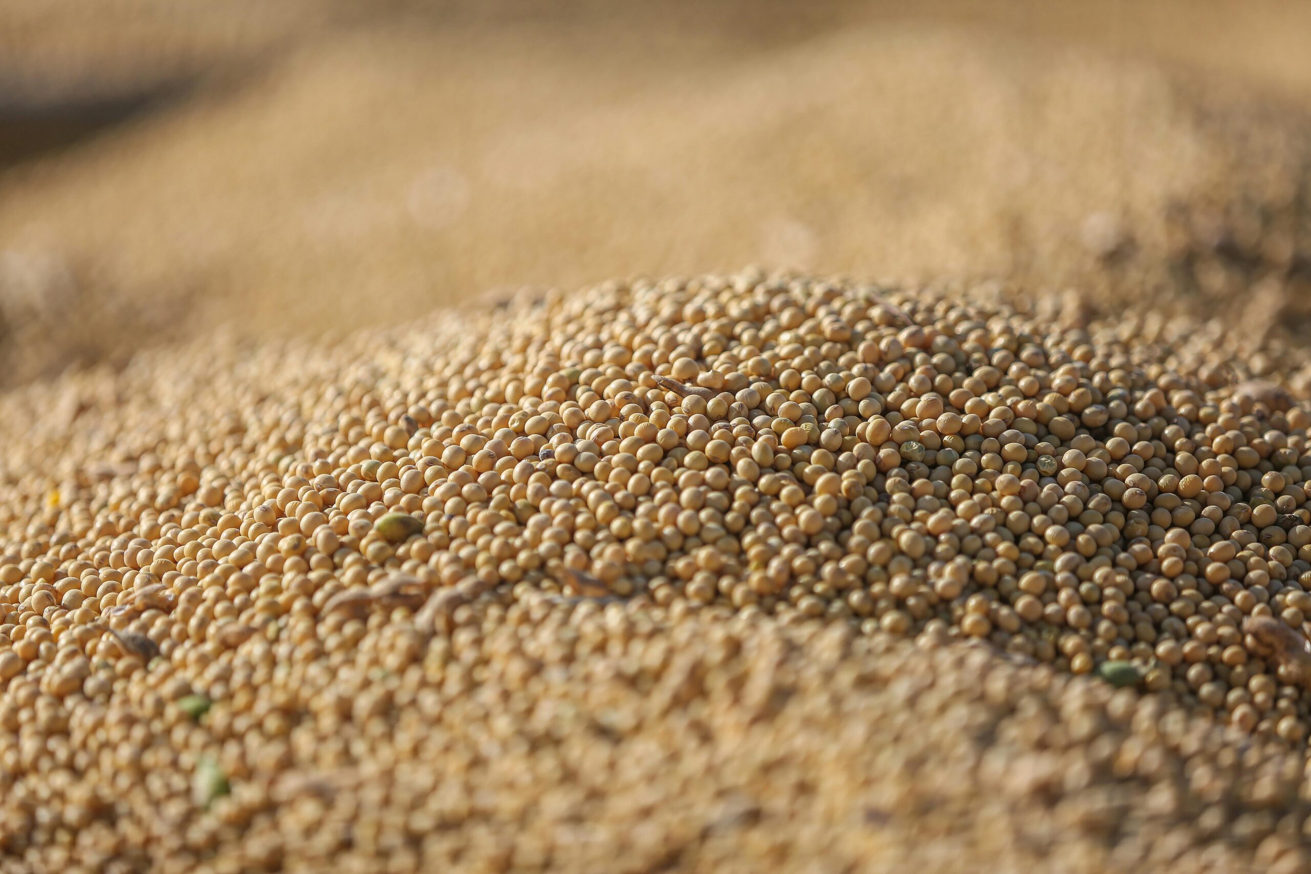 Lignosulfonate works as a seed coating binder