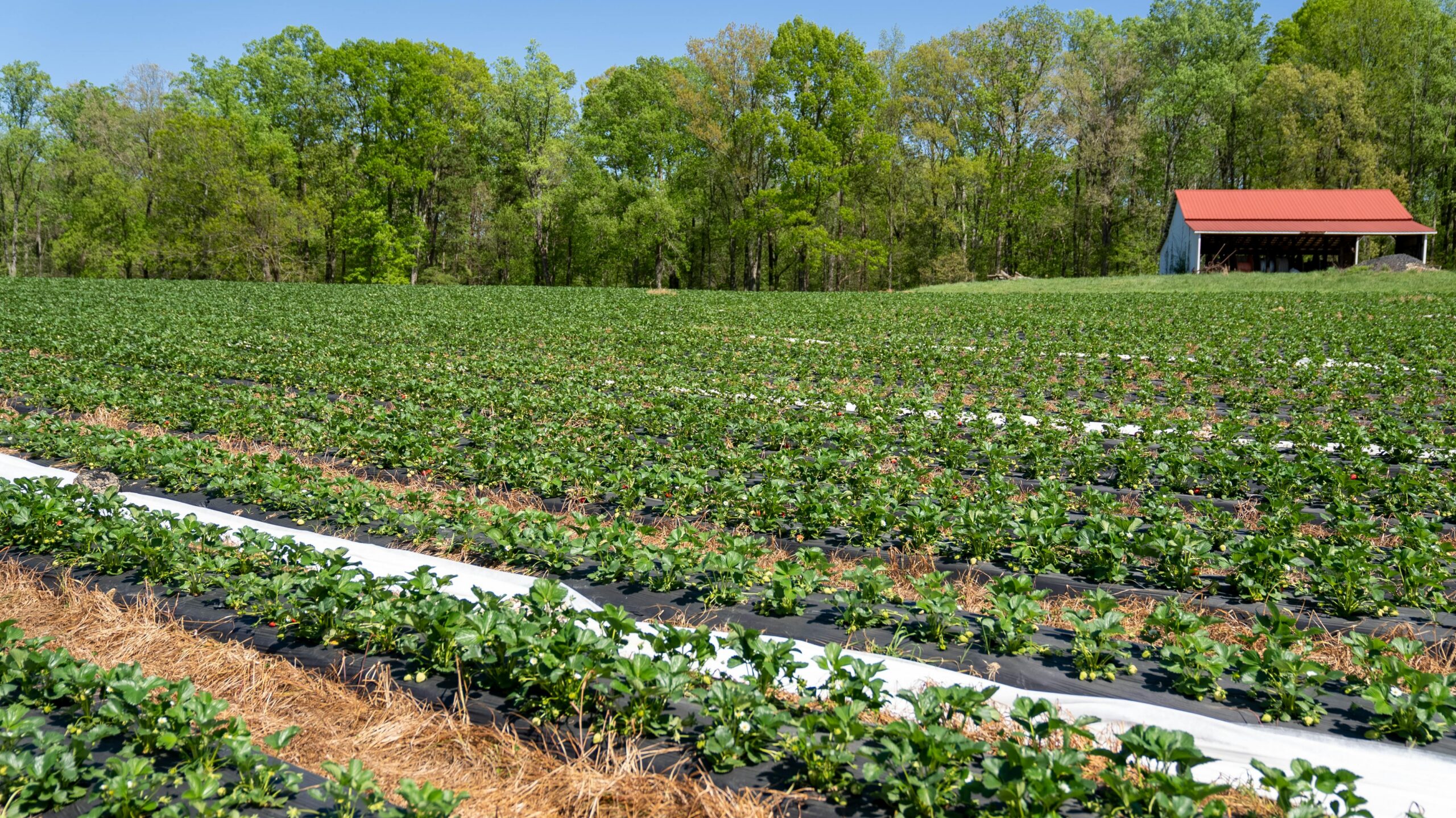 Lignosulfonates used in agriculture