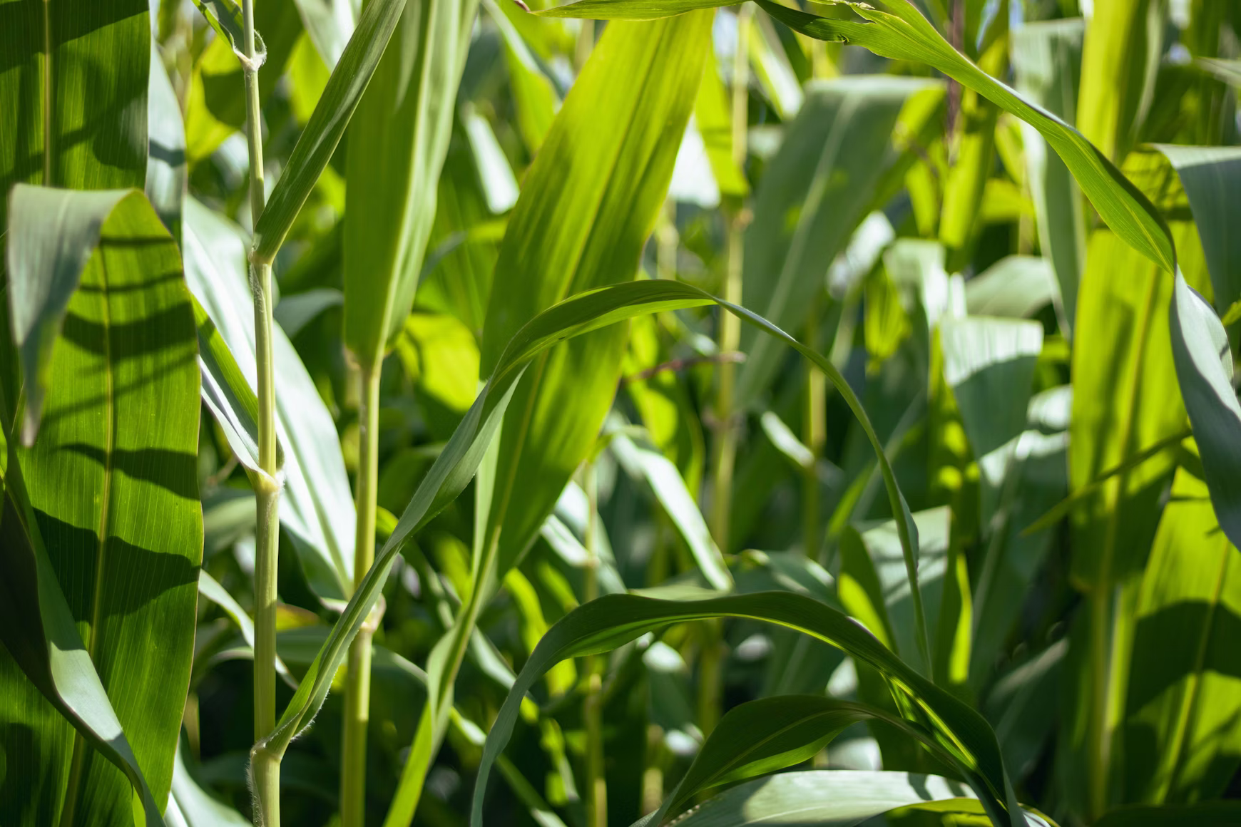 Lignosulfonates used in agriculture